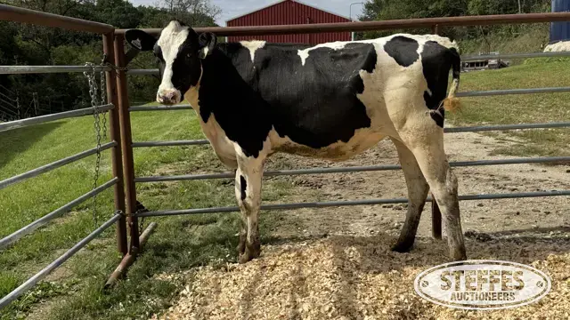 Holstein Heifer - Tag 1009