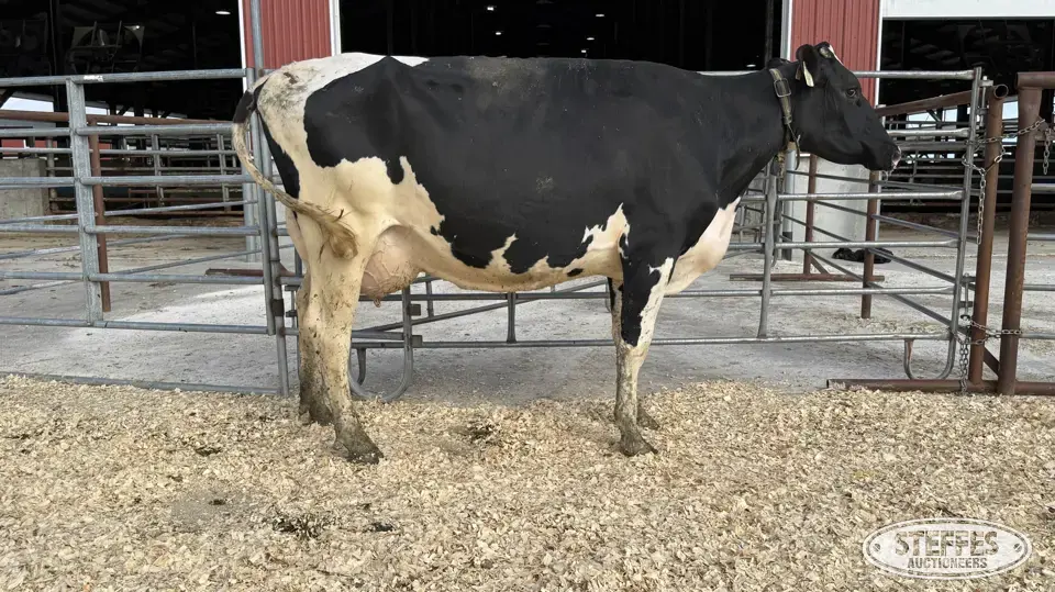 Holstein Cow - Tag 727 Dairy Cattle