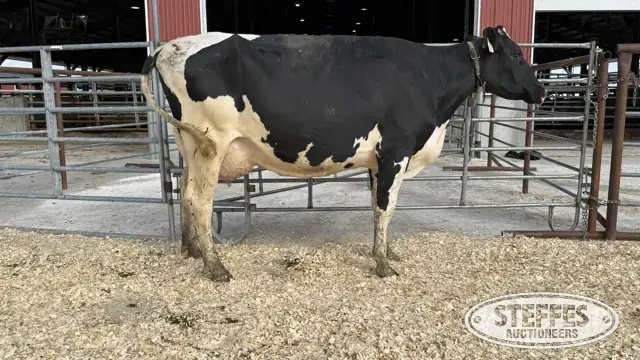 Holstein Cow - Tag 727