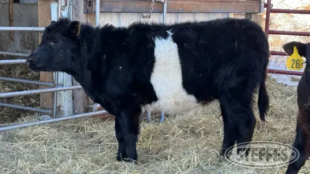 (2 Head) Open heifers