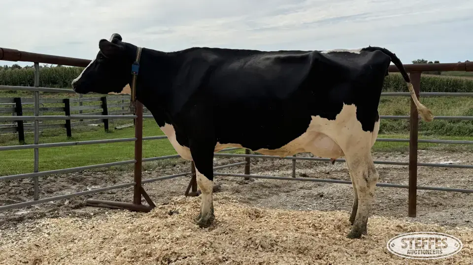 Holstein Cow - Tag 816 Dairy Cattle
