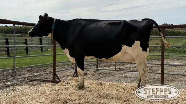Holstein Cow - Tag 816