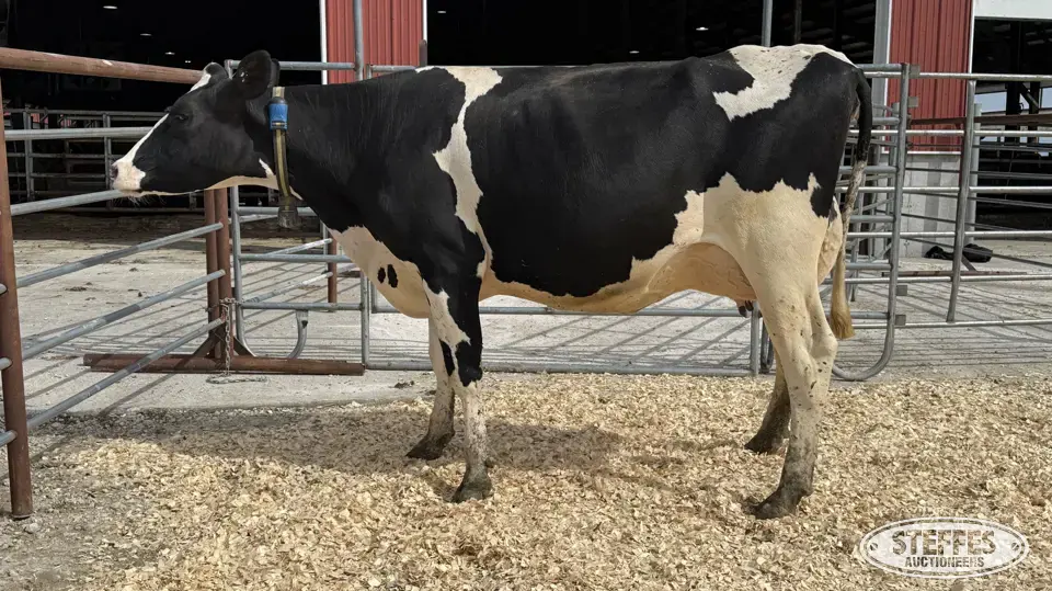 Holstein Cow - Tag 877 Dairy Cattle