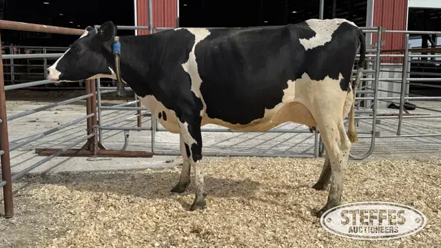 Holstein Cow - Tag 877