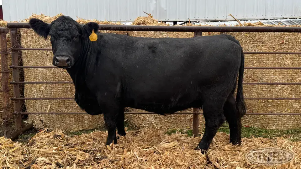 (1) Beef cow Beef Cattle