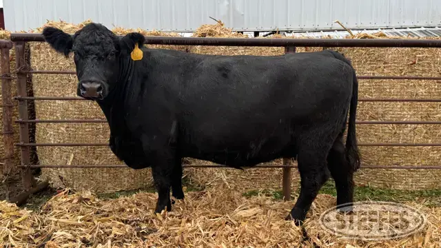 (1) Beef cow