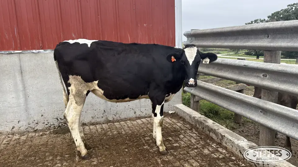 Holstein Heifer - Tag 982 Dairy Cattle