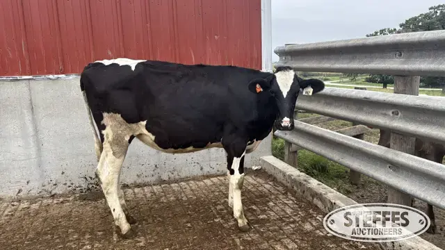 Holstein Heifer - Tag 982