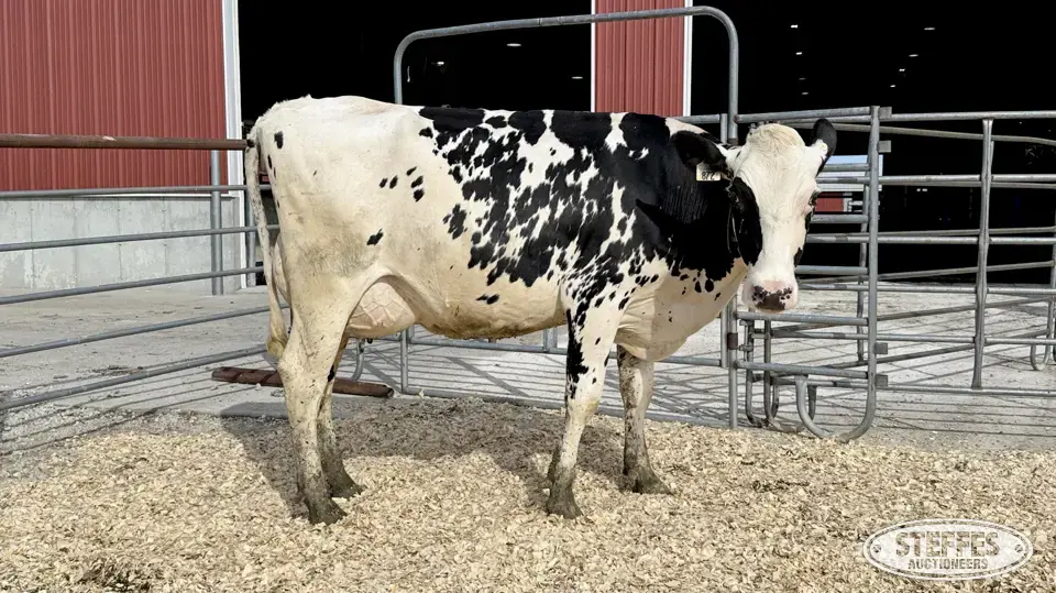 Holstein Cow - Tag 872 Dairy Cattle
