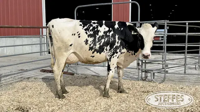 Holstein Cow - Tag 872