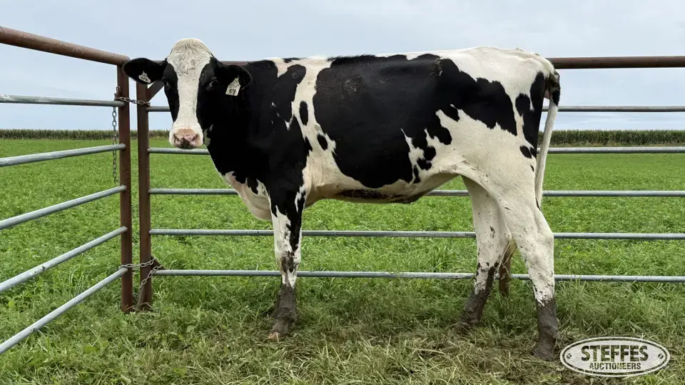 Holstein Bred Heifer - Tag 978 Dairy Cattle