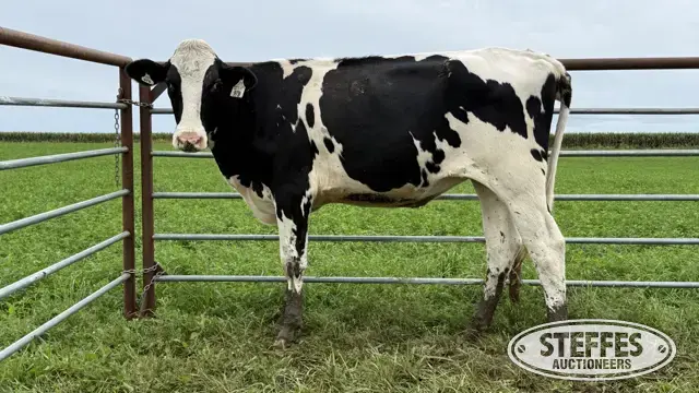 Holstein Bred Heifer - Tag 978