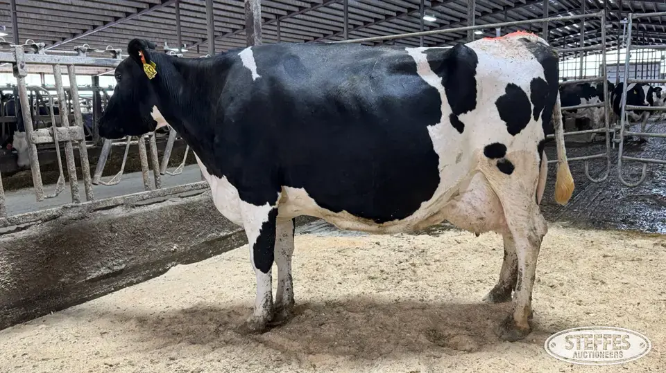 (8) Holstein Cows Dairy Cattle