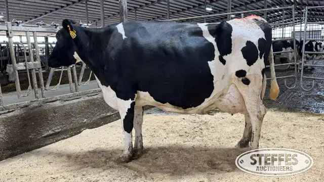 (8) Holstein Cows
