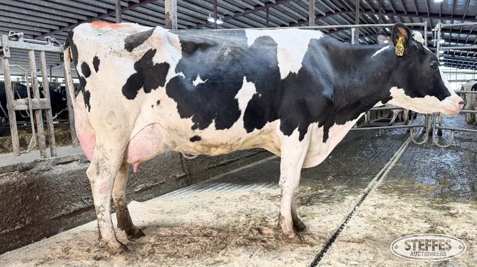 (6) Holstein Cows Milking or Dry Dairy Cattle