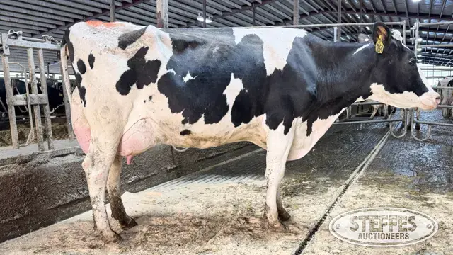 (6) Holstein Cows Milking or Dry
