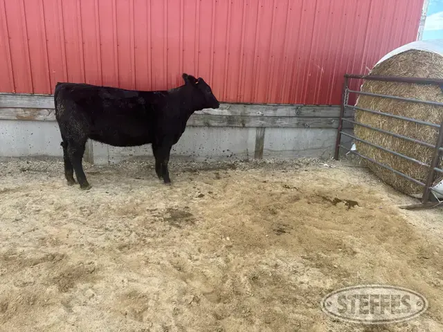 Open Heifer - Ear Tag 2303