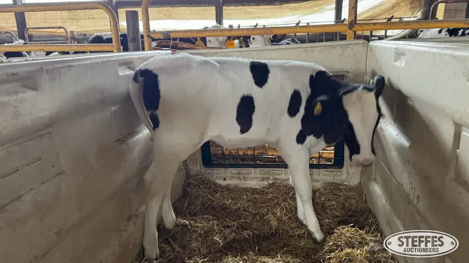 (7) Holstein Open Heifers Dairy Cattle