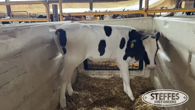(7) Holstein Open Heifers