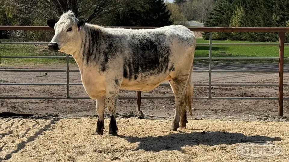 Speckle Park Bred Heifer - Tag 04531 Beef Cattle