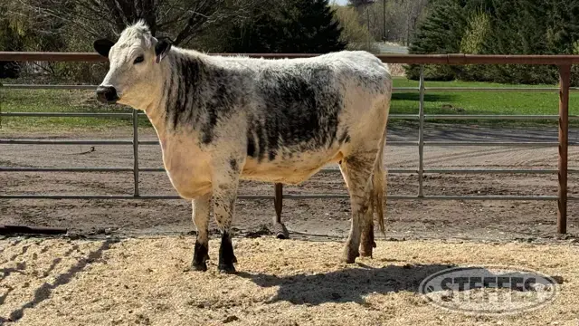 Speckle Park Bred Heifer - Tag 04531