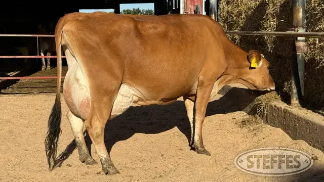 JX VANDELL CHROME 1718 (5)