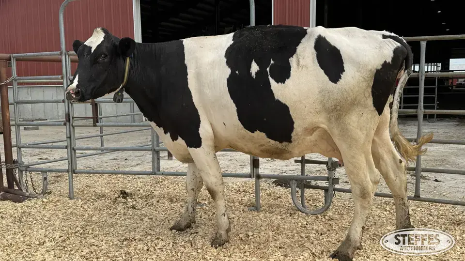 Holstein Cow - Tag 804 Dairy Cattle