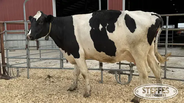 Holstein Cow - Tag 804