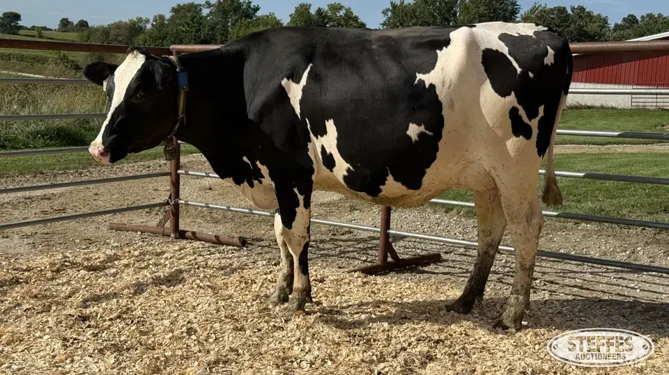 Holstein Cow - Tag 866 Dairy Cattle