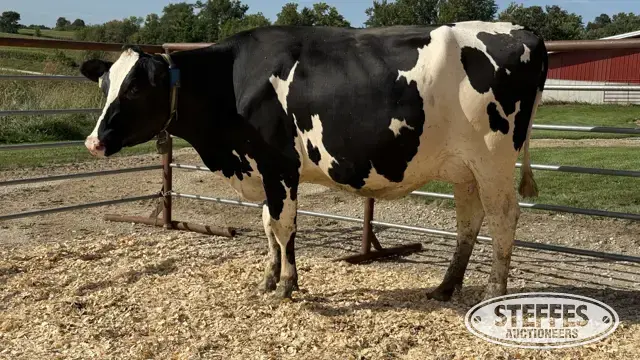 Holstein Cow - Tag 866