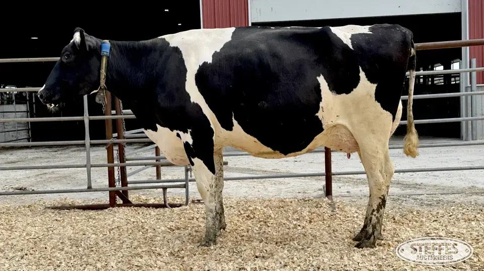 Holstein Cow - Tag 1825 Dairy Cattle