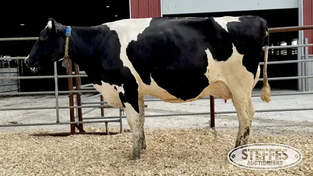 Holstein Cow - Tag 1825