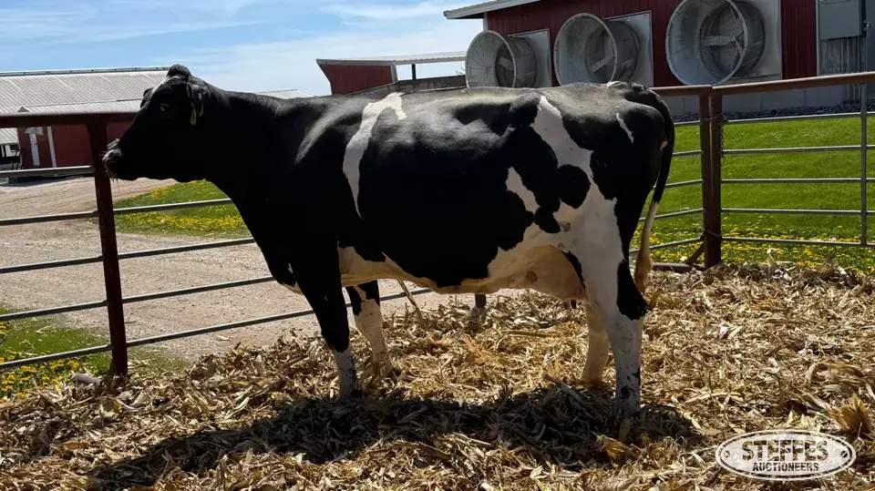 (5) Holstein Cows Dairy Cattle