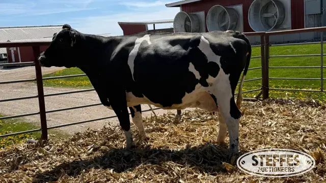 (5) Holstein Cows