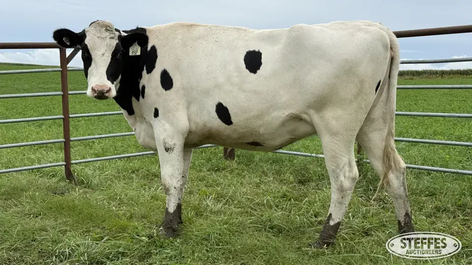 Holstein Bred Heifer - Tag 937 Dairy Cattle