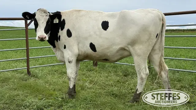 Holstein Bred Heifer - Tag 937