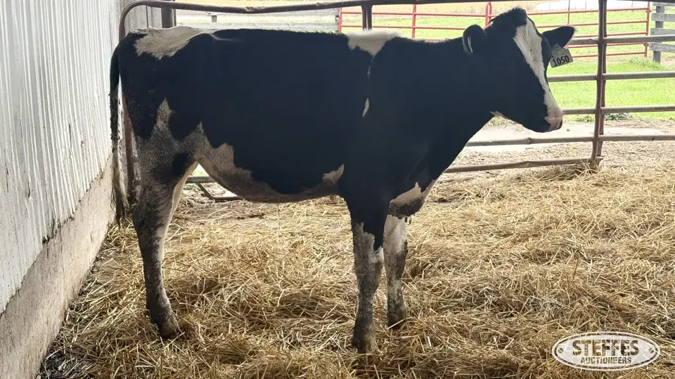 Holstein Heifer - Tag 1050 Dairy Cattle