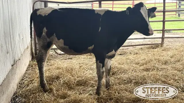 Holstein Heifer - Tag 1050