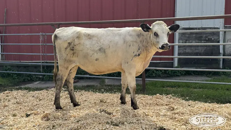 Crossbred Heifer - Tag 1012 Dairy Cattle