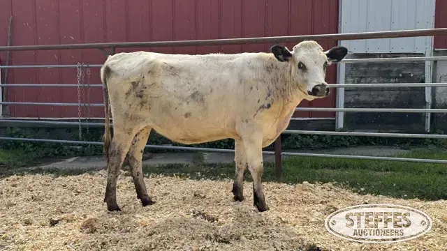 Crossbred Heifer - Tag 1012