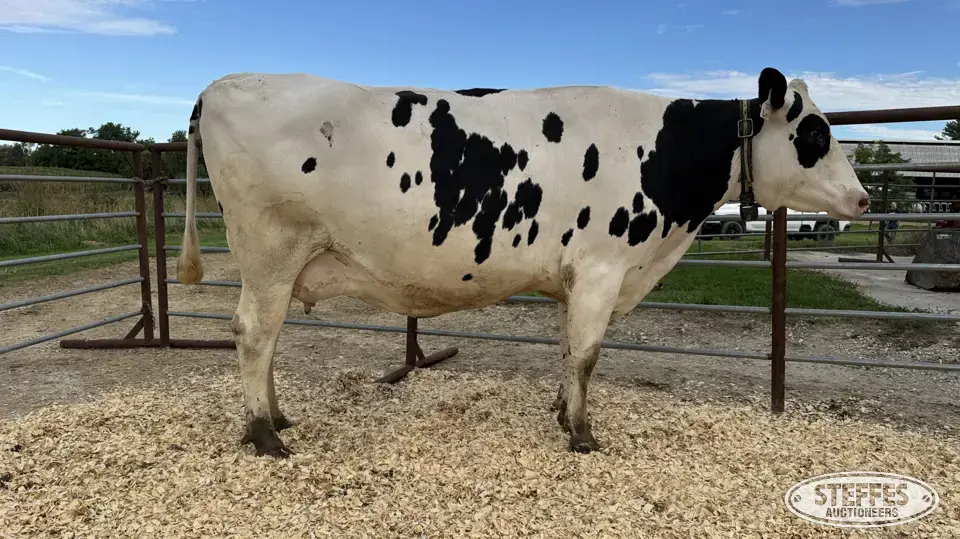 Holstein Cow - Tag 721 Dairy Cattle