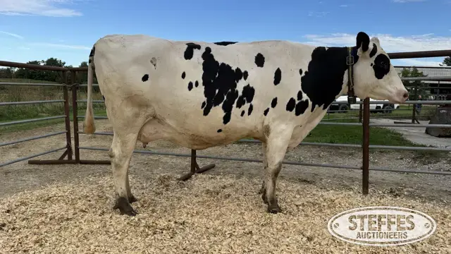 Holstein Cow - Tag 721