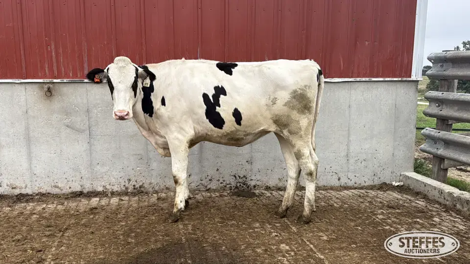 Holstein Bred Heifer - Tag 979 Dairy Cattle