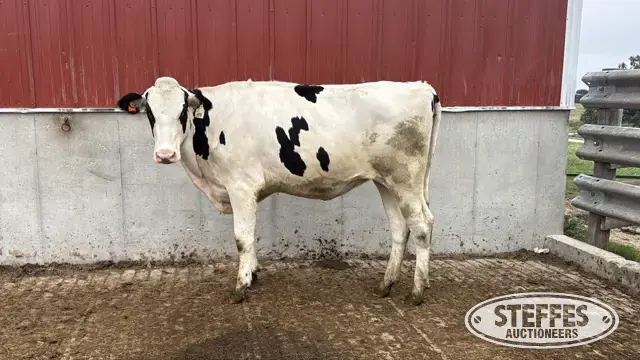 Holstein Bred Heifer - Tag 979