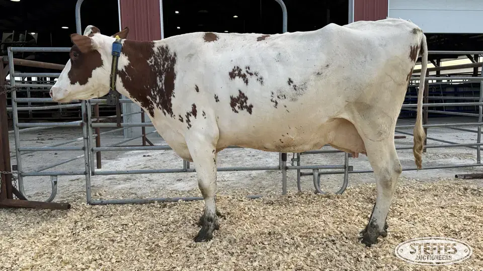 Holstein Cow - Tag 1811 Dairy Cattle