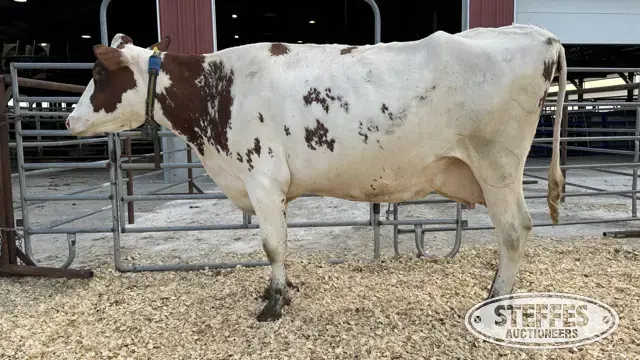 Holstein Cow - Tag 1811