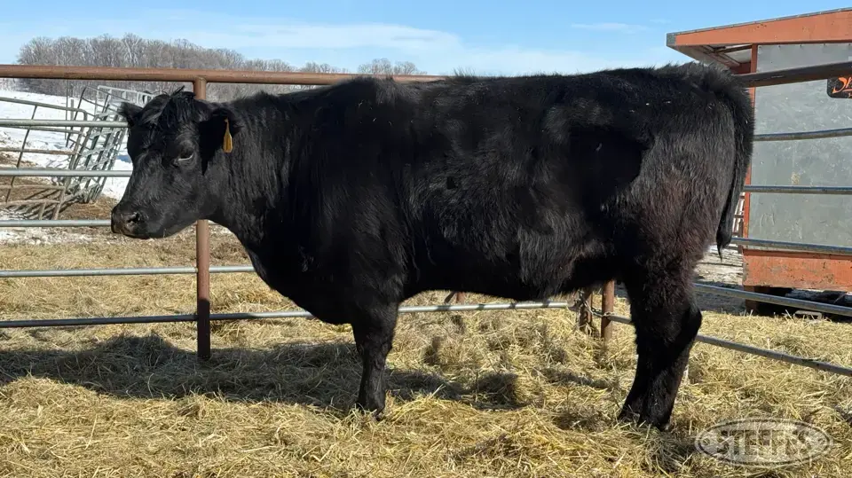 (2 Head) Beef cows Beef Cattle