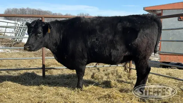 (2 Head) Beef cows