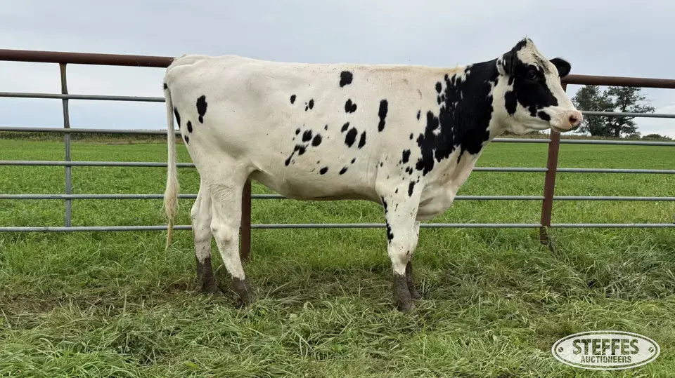 Holstein Bred Heifer - Tag 936 Dairy Cattle