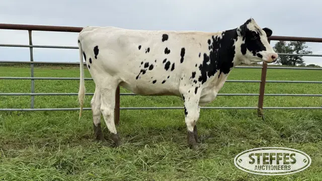 Holstein Bred Heifer - Tag 936